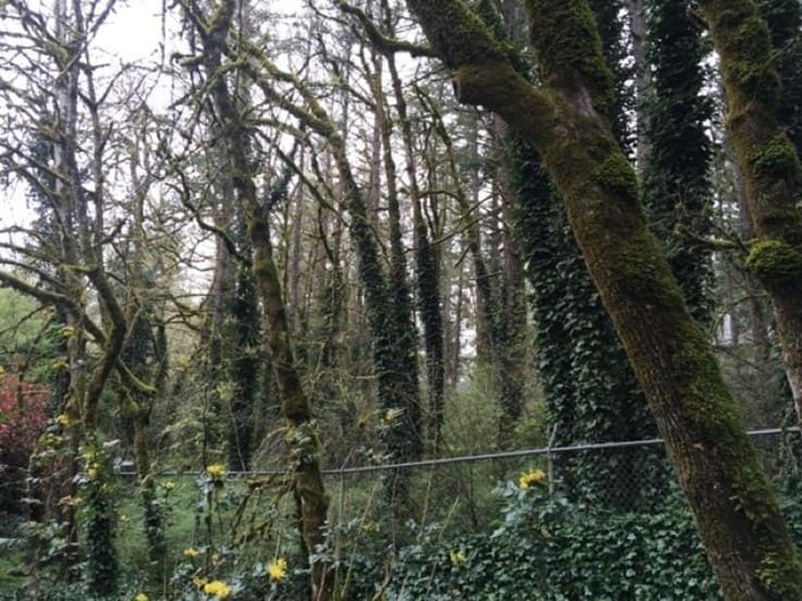 Tree ivy along wet woods