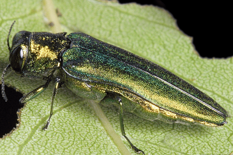Adult emerald ash borer beetle | David Cappaert