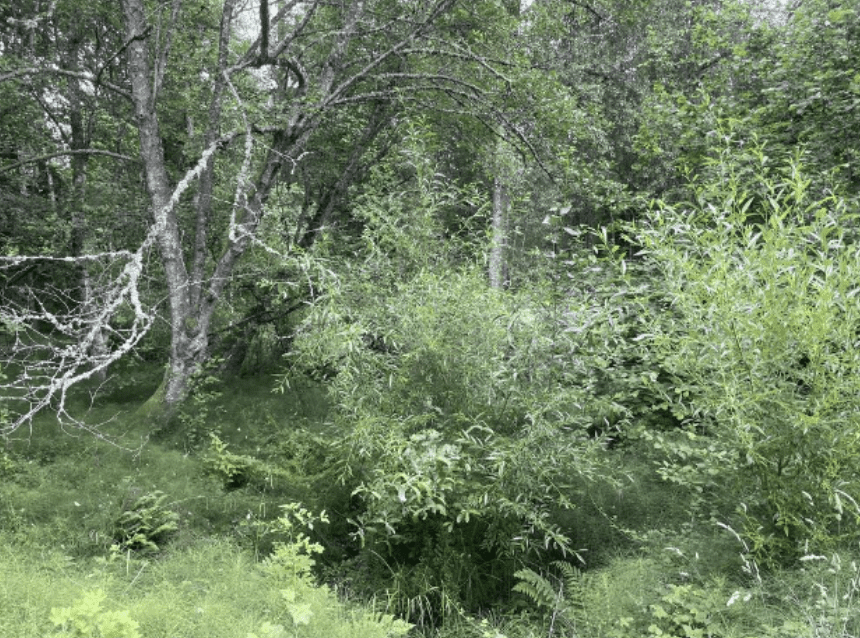 Mountain Park HOA after