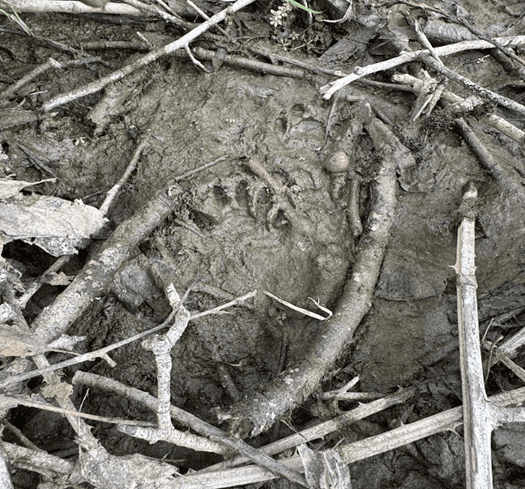 Footprint in the mud