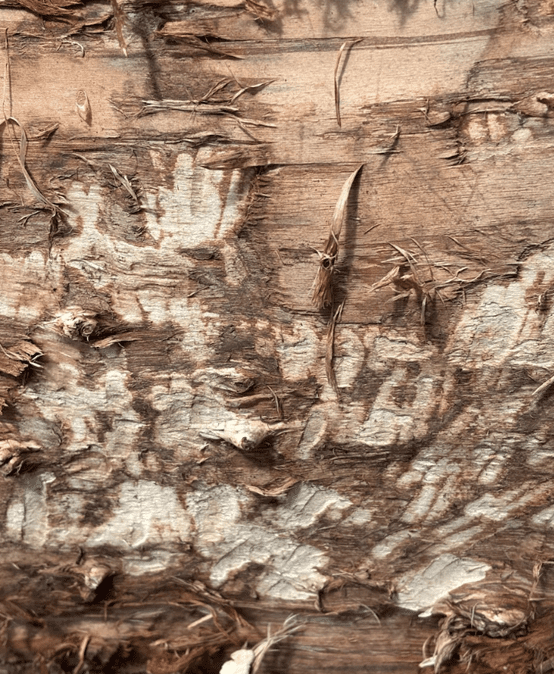 Gnaw marks 