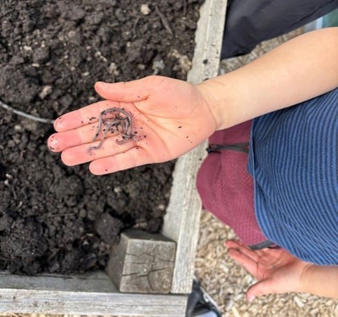 From Seeds to Curiosity: A Journey into School Garden Education