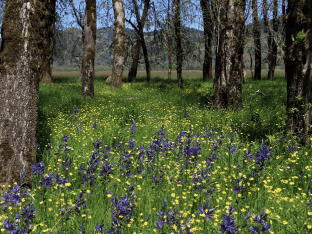 A grove of white oaks in springtime flowers
