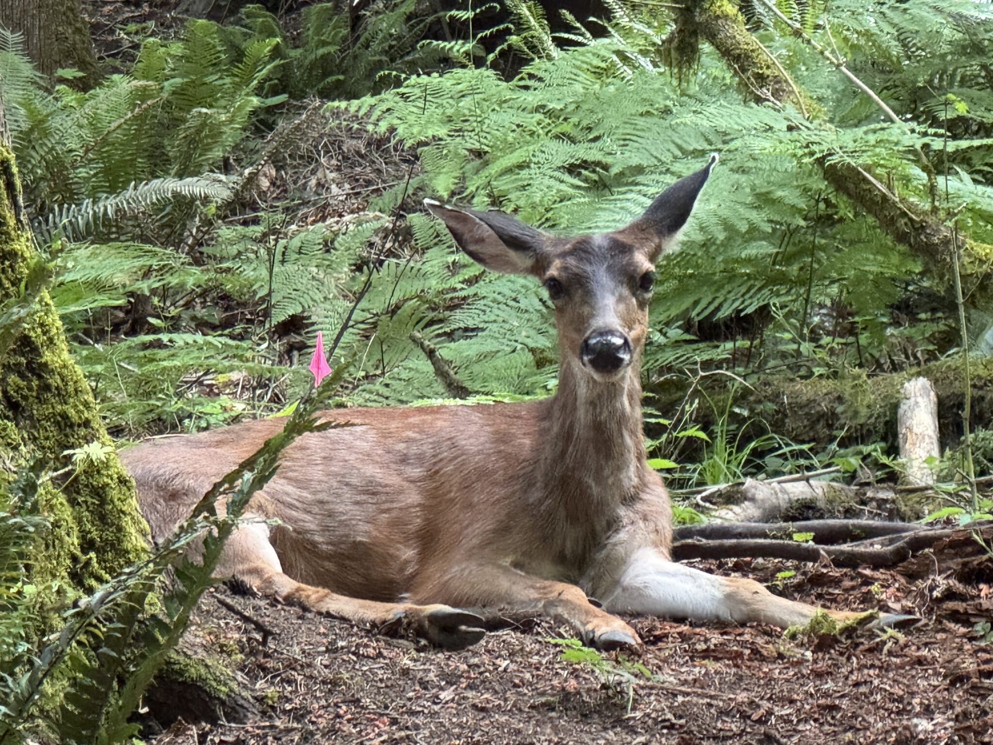 A deer, May 28,2026