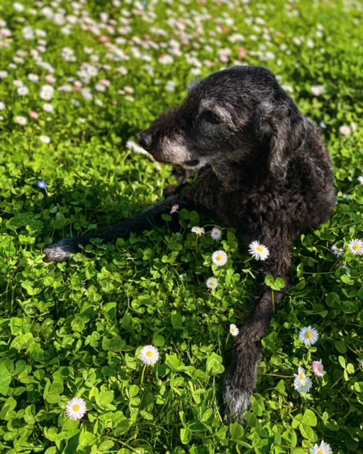 An eco-lawn from Pro Time Lawn Seed (plus dog)