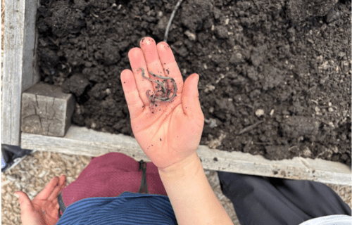 Worm in the hand of a student tending a school garden