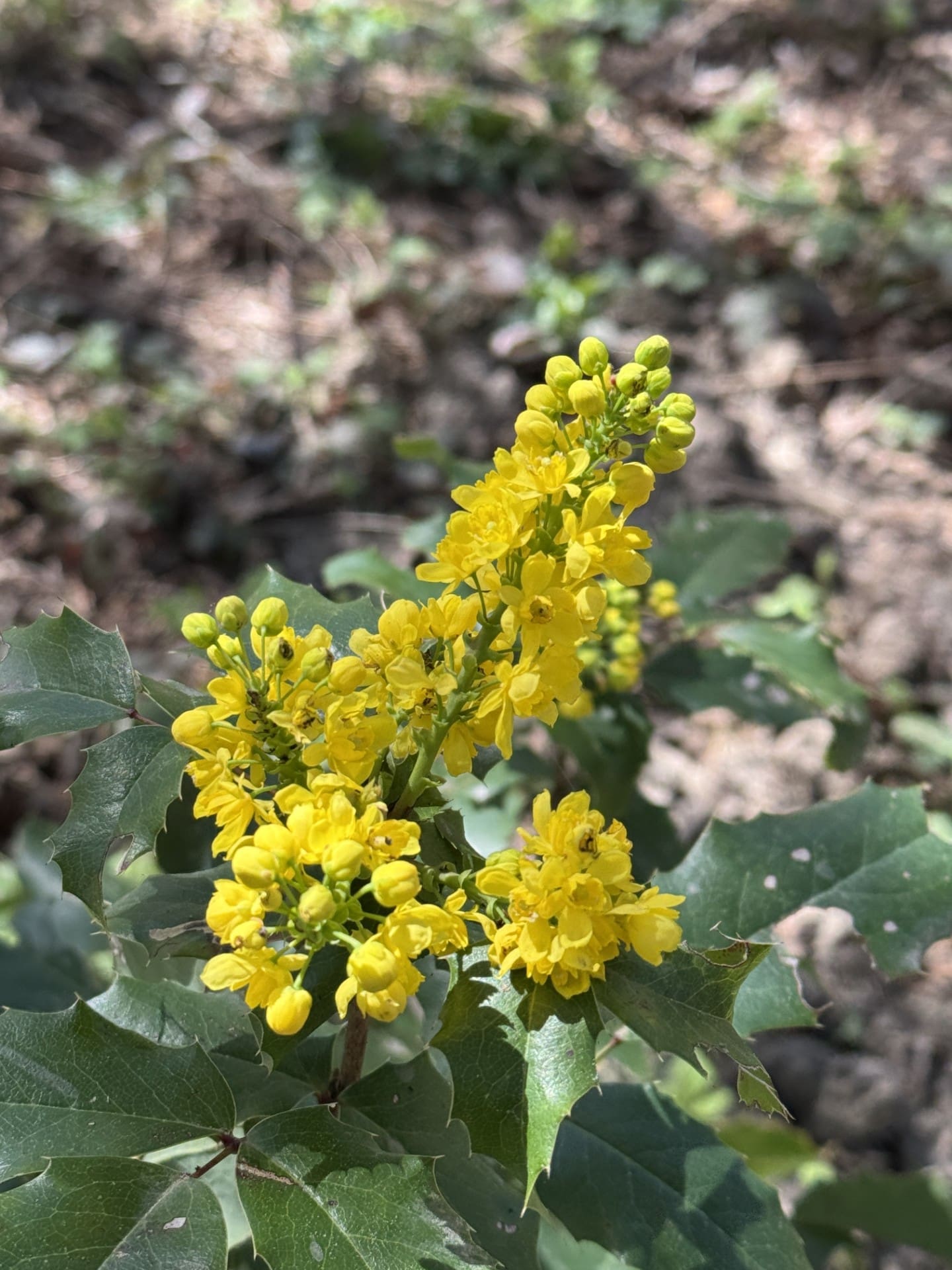 Oregon Grape